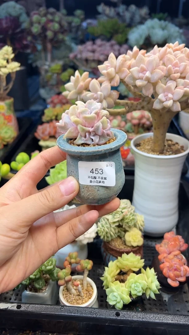 辣**儿453        不带盆