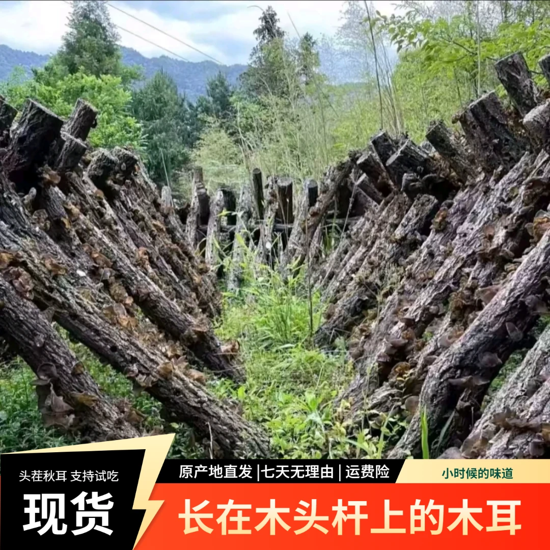 正宗木椴秋木耳东北黑木耳泡发率高支持试吃
