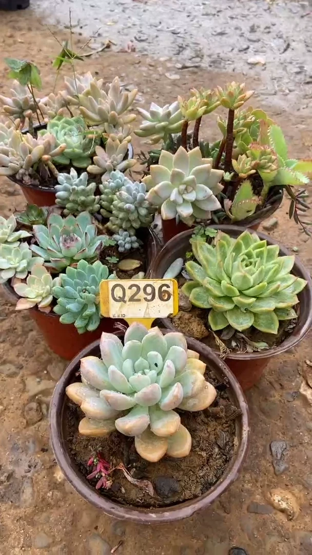 Q296多肉组合默认脱土发货