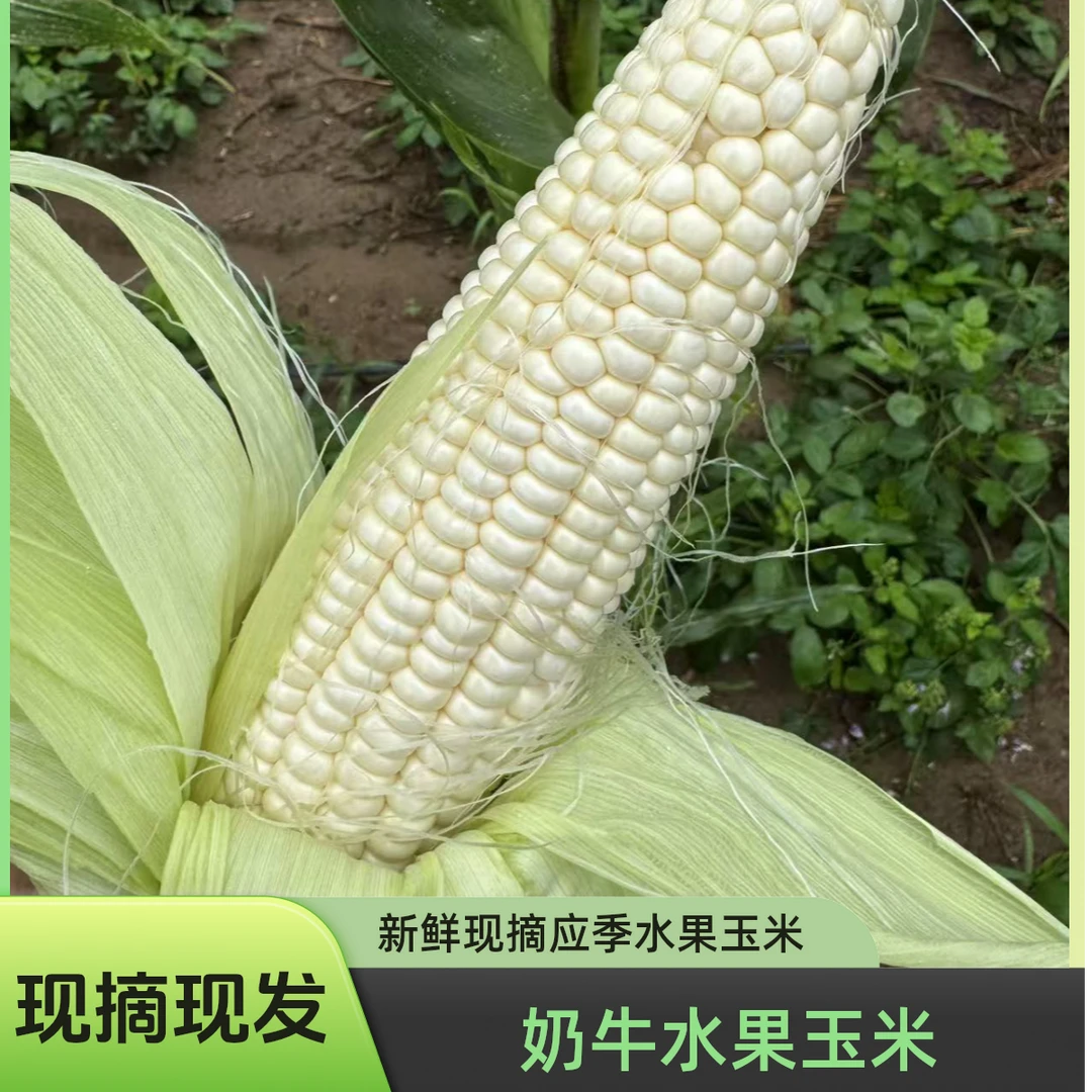 牛奶玉米新鲜现摘应季爆浆甜糯玉米棒生吃老品种