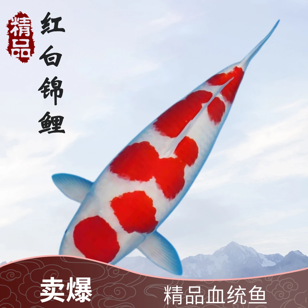 福鲤 直播2号链接血统鱼自家产