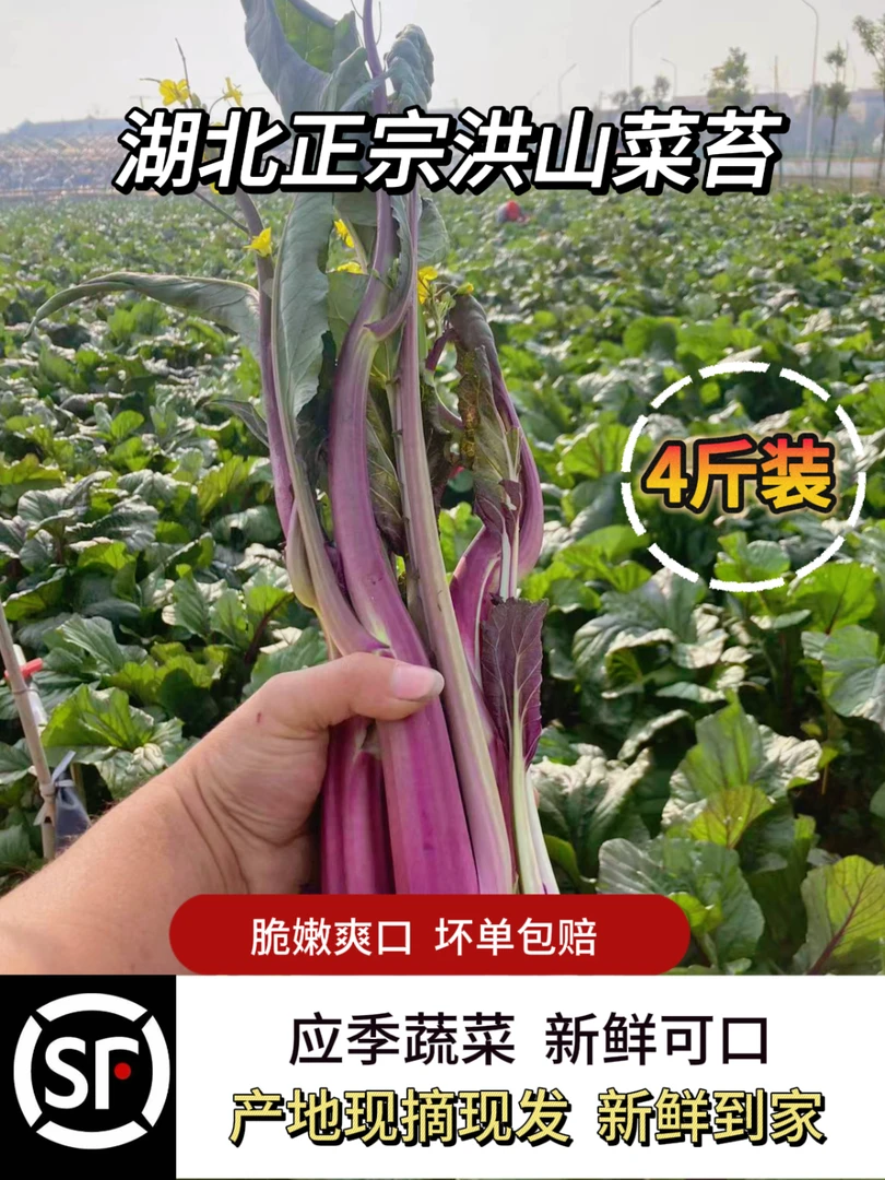 【武汉特产】洪山菜薹基地现采现摘发顺丰4斤