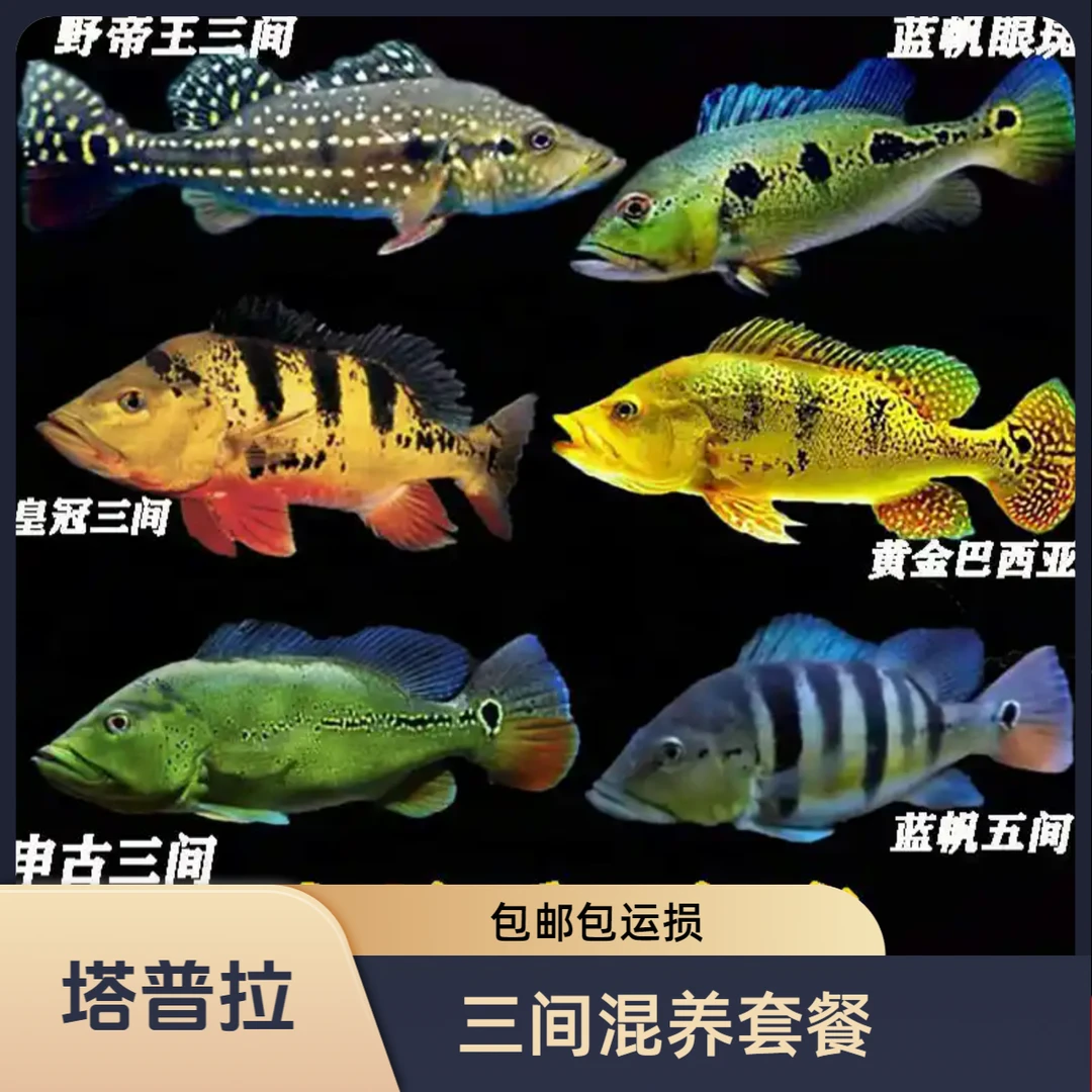 塔普拉三间鱼苗混养套餐包括 (FOGO 横带 巴西亚）鱼苗大型观赏鱼