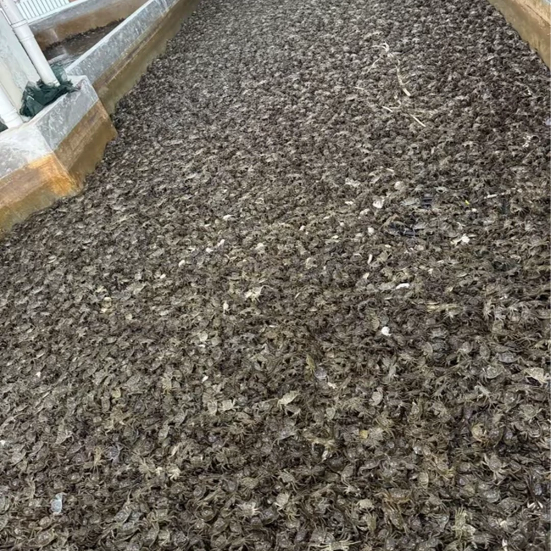 【活蟹】盘锦河蟹迷你小母蟹（不到0.8两/只）适合辣卤吃