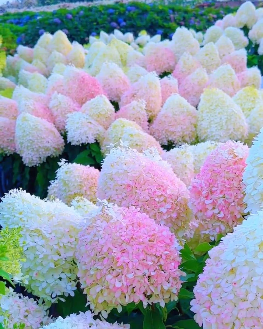 耐寒绣球香草草莓圆锥绣球大花室外庭院花卉老桩