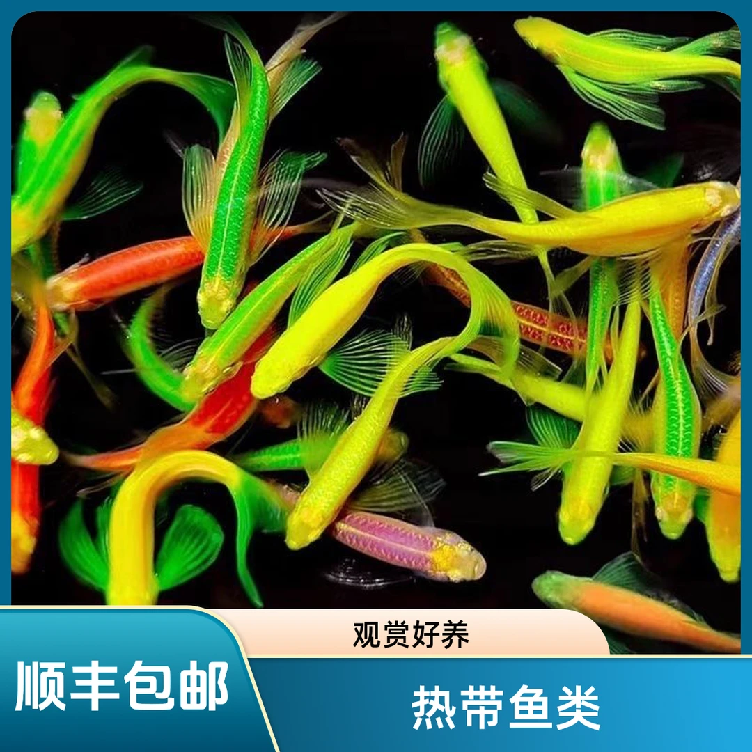 广州顺丰长鳍长尾蝶翼斑马鱼小型热带淡水观赏鱼好养活鱼观赏鱼