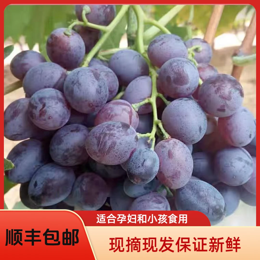 大泽山玫瑰香【净重3斤】山东平度大泽山玫瑰香葡萄现摘现发顺丰包邮整箱果园直发次日到达孕妇小孩新鲜山东省