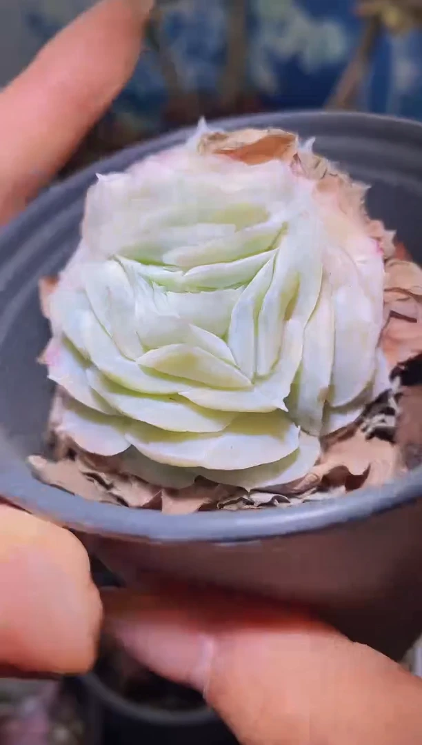 【闪购商品】436贝壳多肉