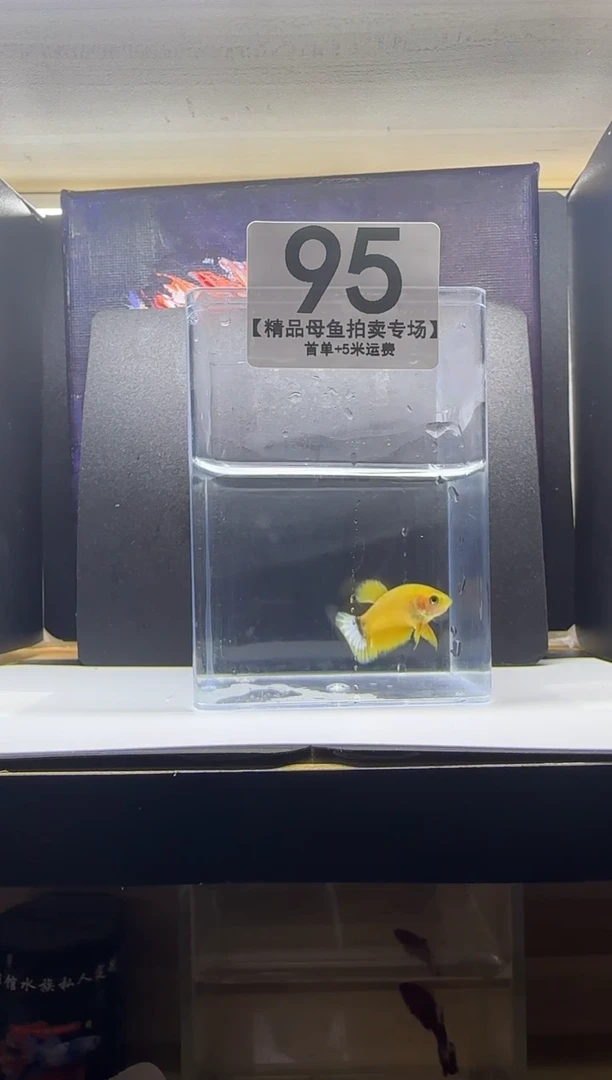 斗鱼母鱼编号：95