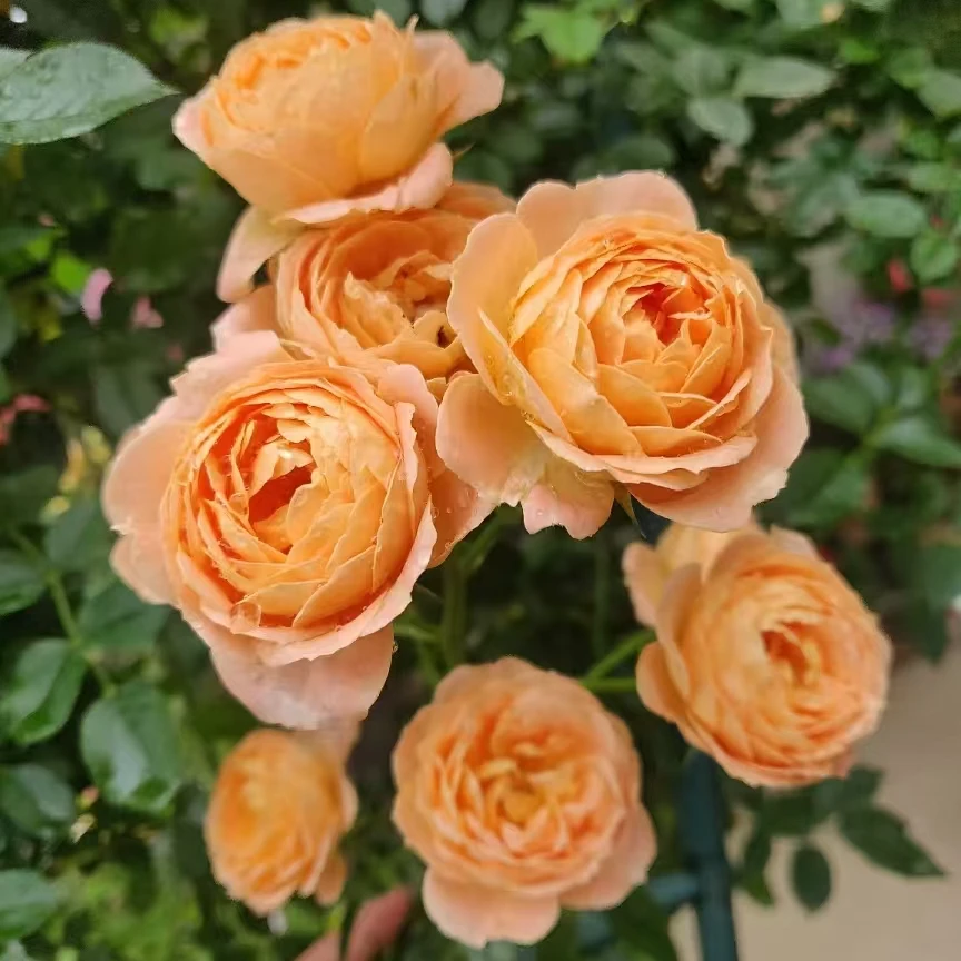 77【甜梦】月季花苗爬藤月季盆栽植物藤本蔷薇苗庭院