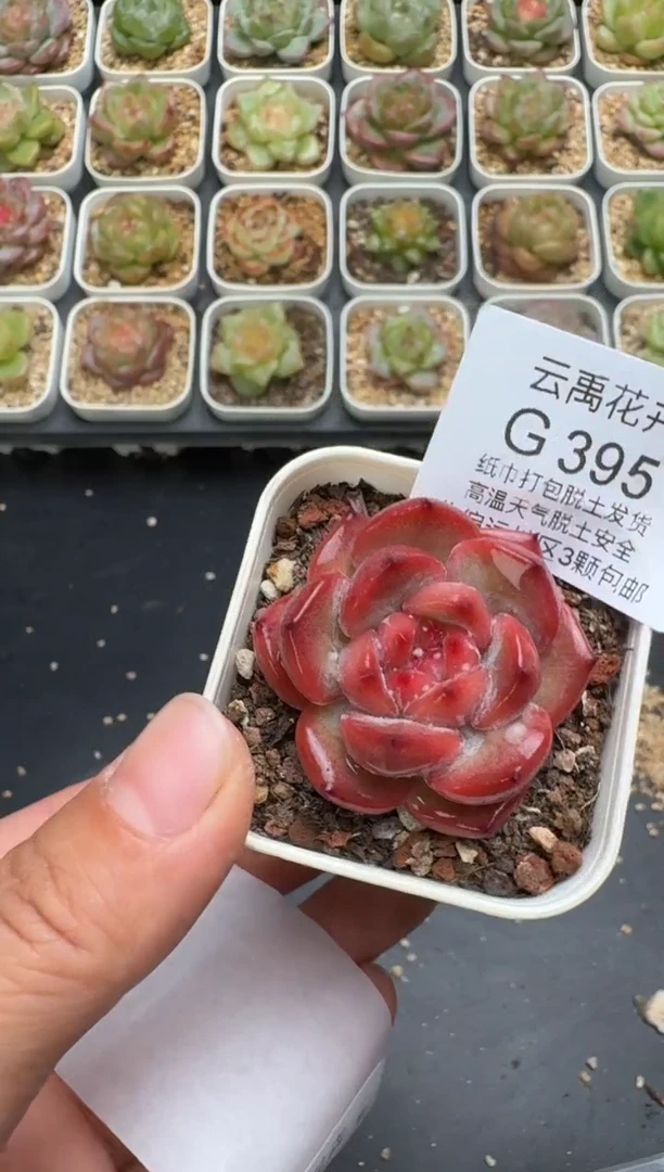 395G云禹多肉植物 脱土纸巾打包 3颗包邮