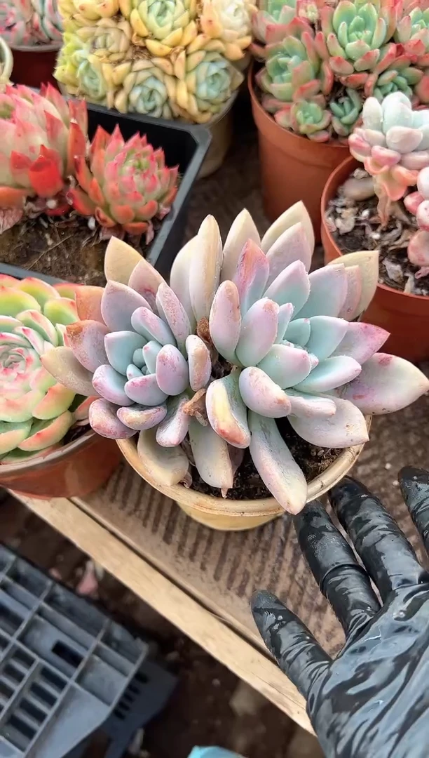 西****i多肉植物一物一拍17218