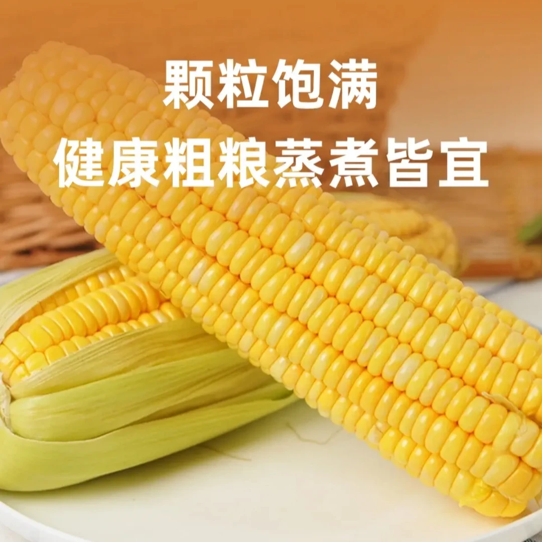 八卦洲本土水果玉米甜玉米现采现摘香甜软糯顺丰包邮1-5斤水果玉米江苏省新鲜江苏省