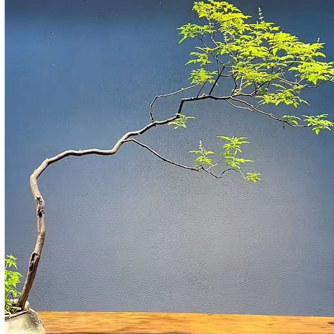 黄荆盆景室内茶室绿植飘枝小叶崖荆茶台飘老桩【直播间一物一拍】