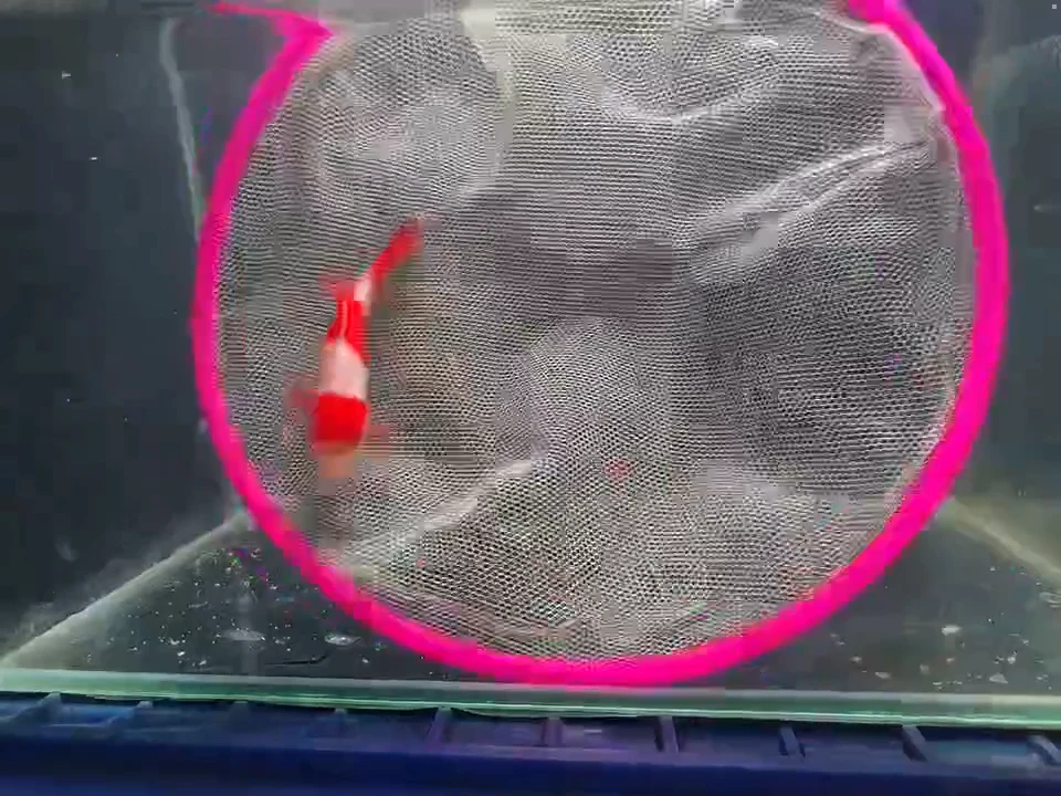 金鱼短尾草金专拍链接黄牌子65