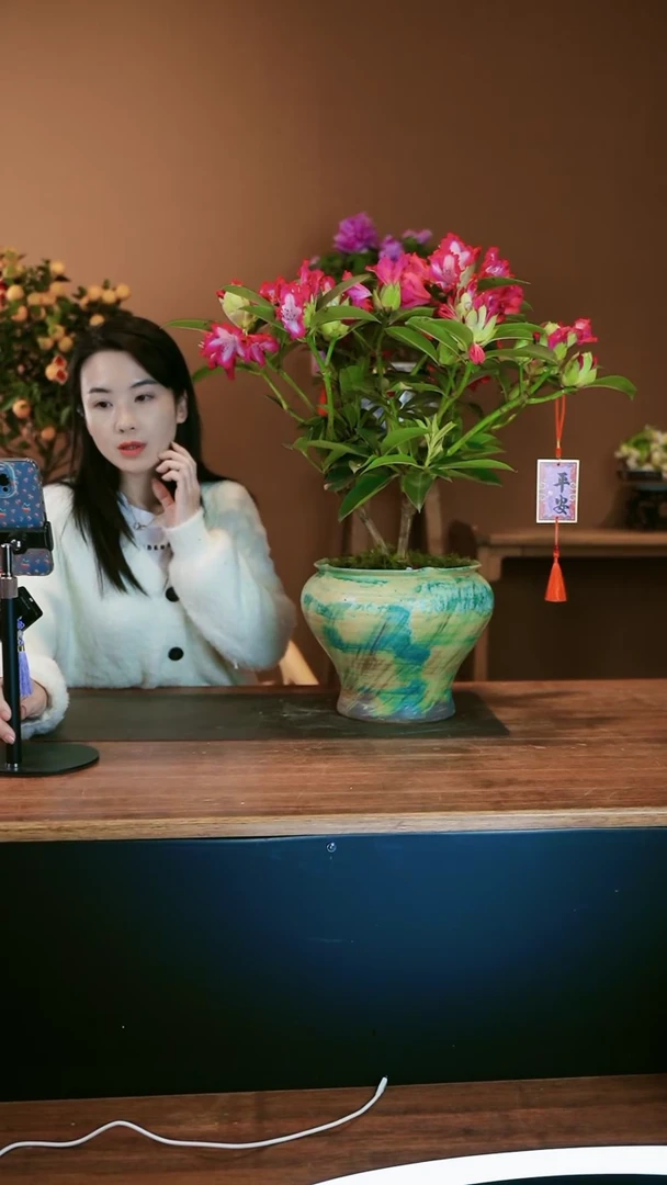 【闪购商品】盆景高山杜鹃