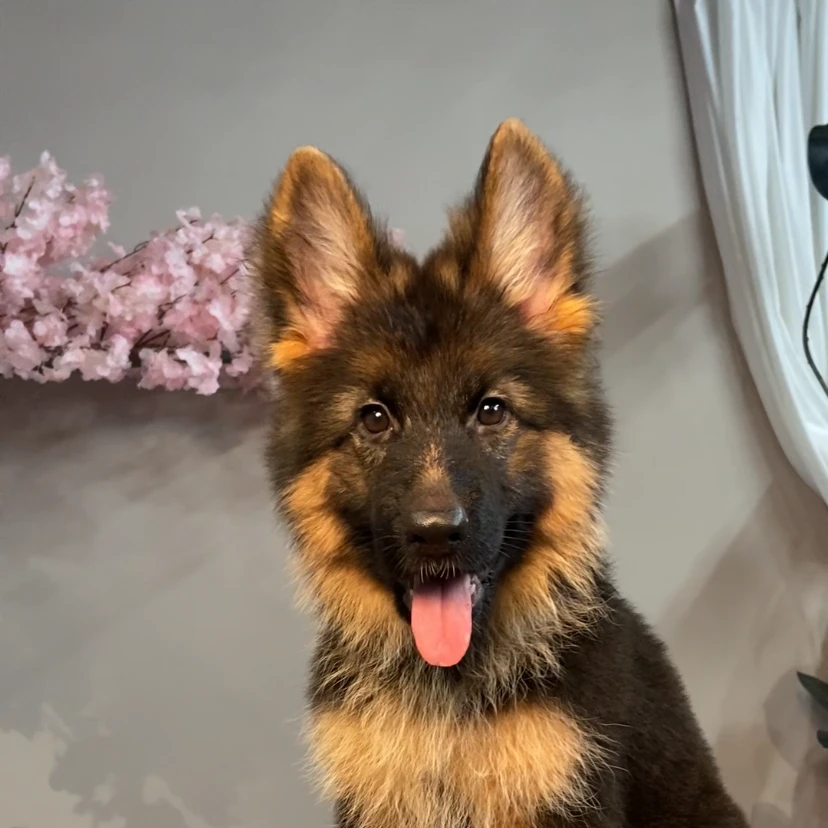 德牧幼犬 两个月母 二毛
