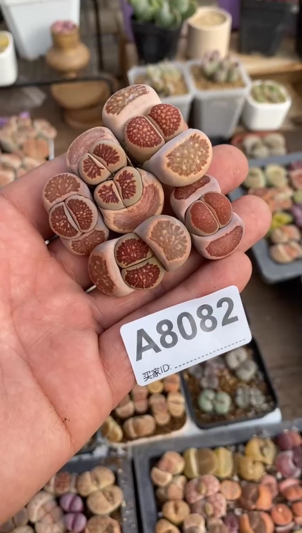 【闪购商品】8082直播一物一拍