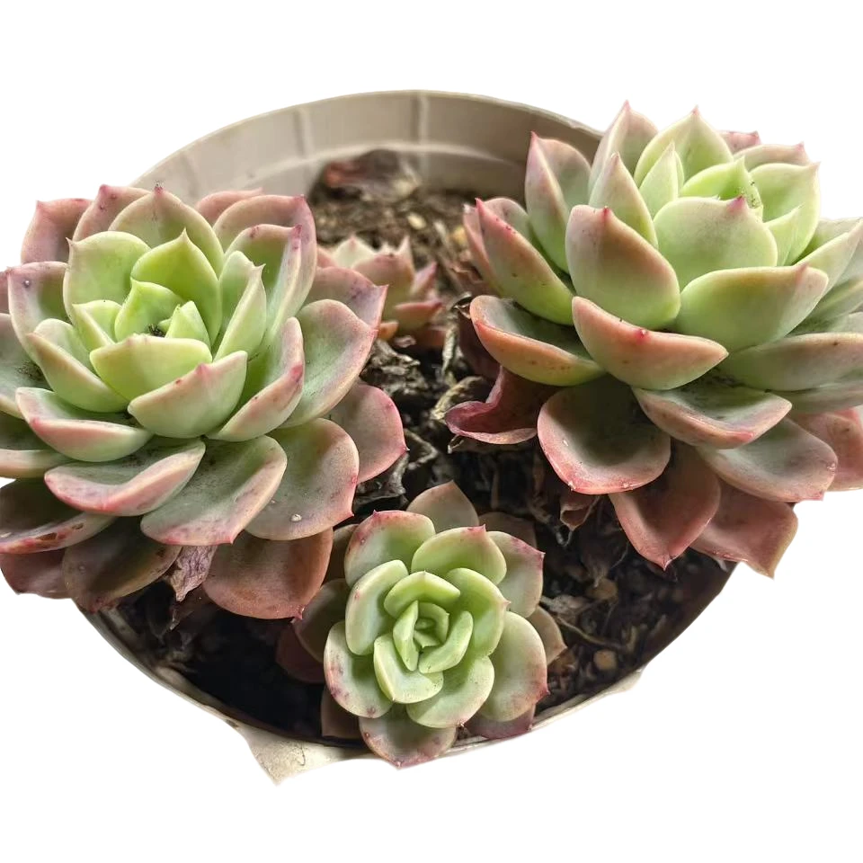 哈密瓜拼满10元包邮星花怒放阳台露台办公室绿植植物