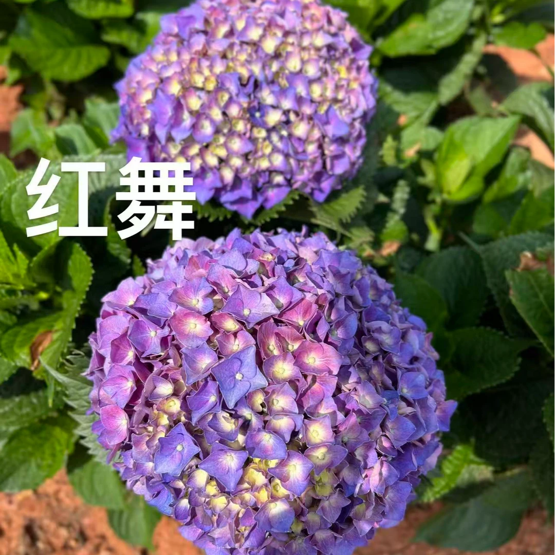 【红舞盆花】带盆带土发货-明年开花-可盆栽地栽-云南基地直发