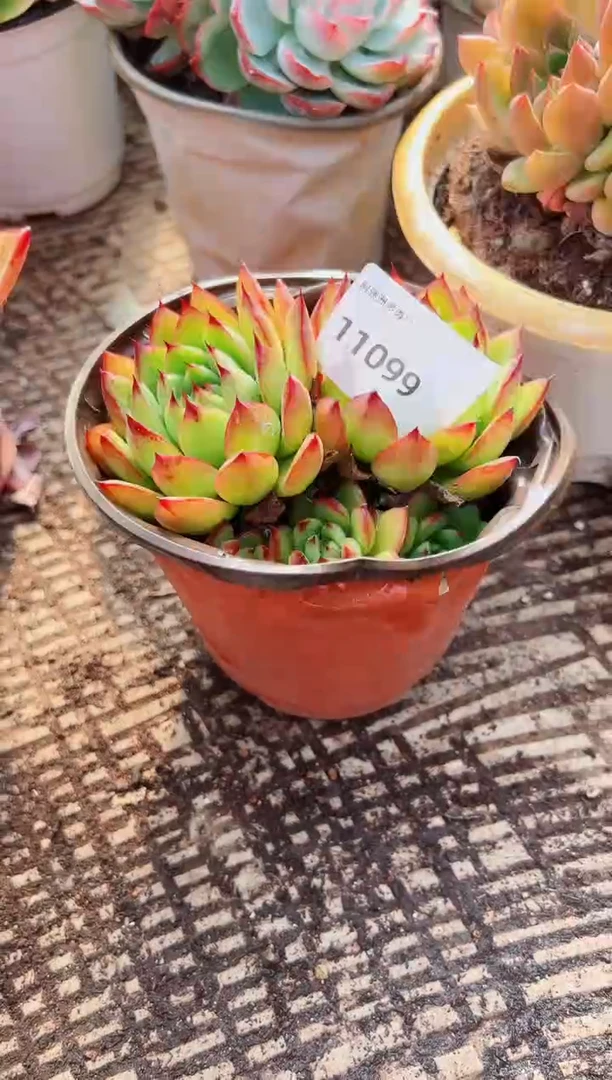 挚*多肉植物一物一拍11099
