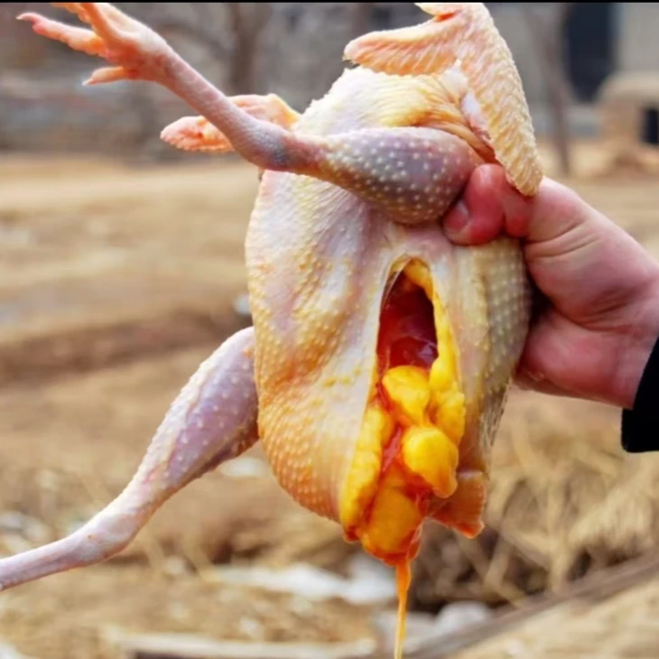 【少年】本地农村散养老母鸡