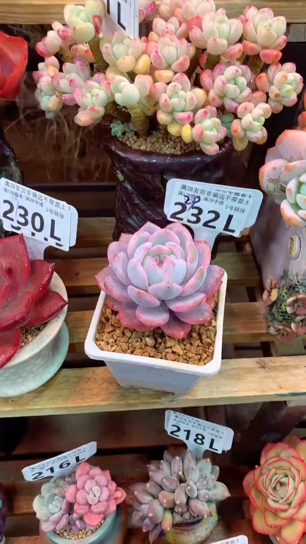 232L（一物一拍，精品多肉，所见即所得 ）