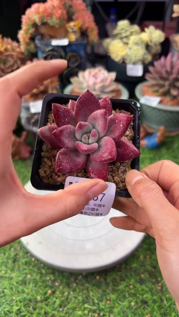 昆明印象多肉06267