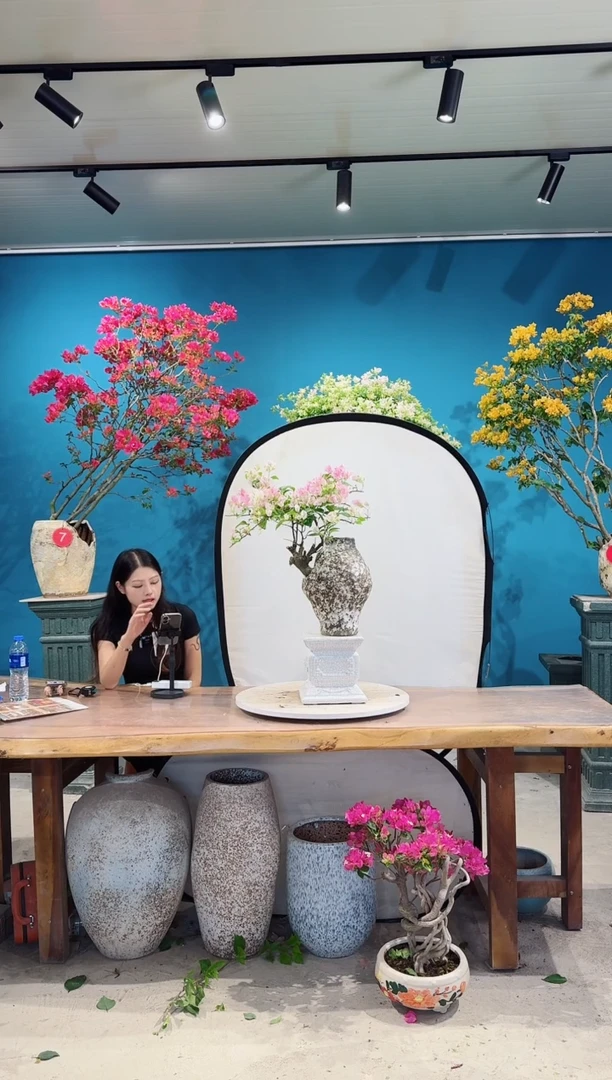 全部花朵广红樱三角梅