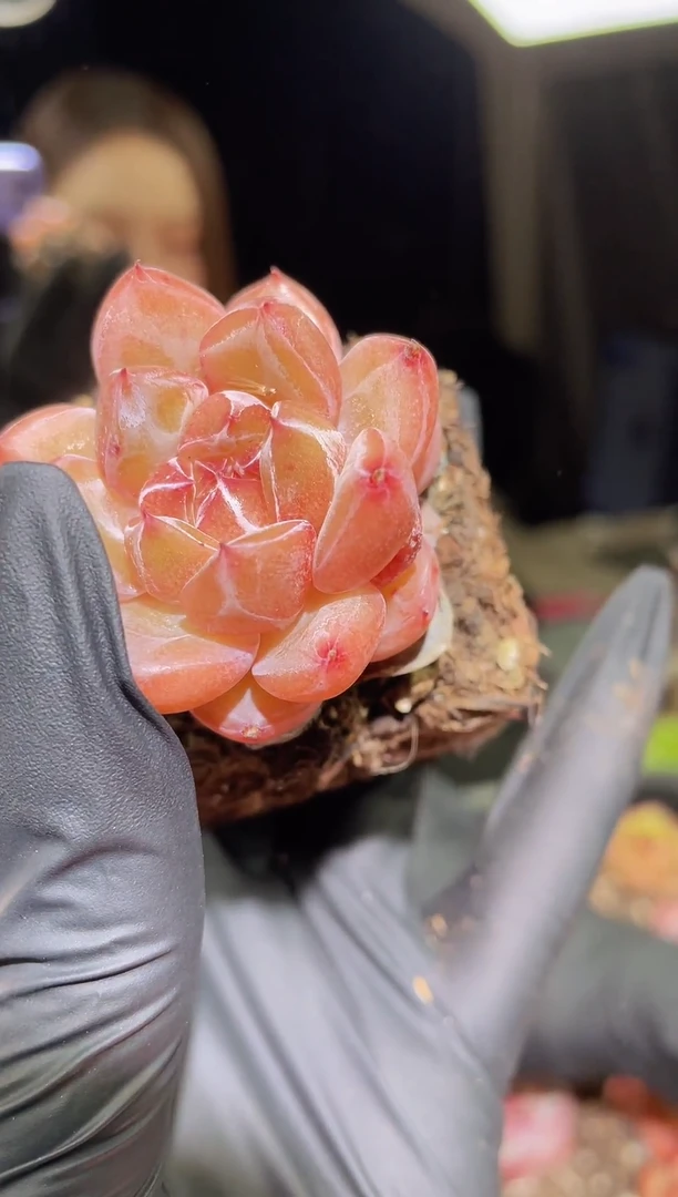 1490     璇玑混发    3.5-4.0厘米左右    量拍随机发