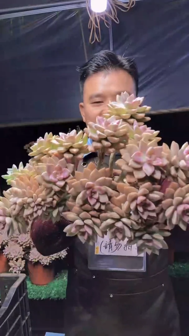 260淡雪缀化一物一拍