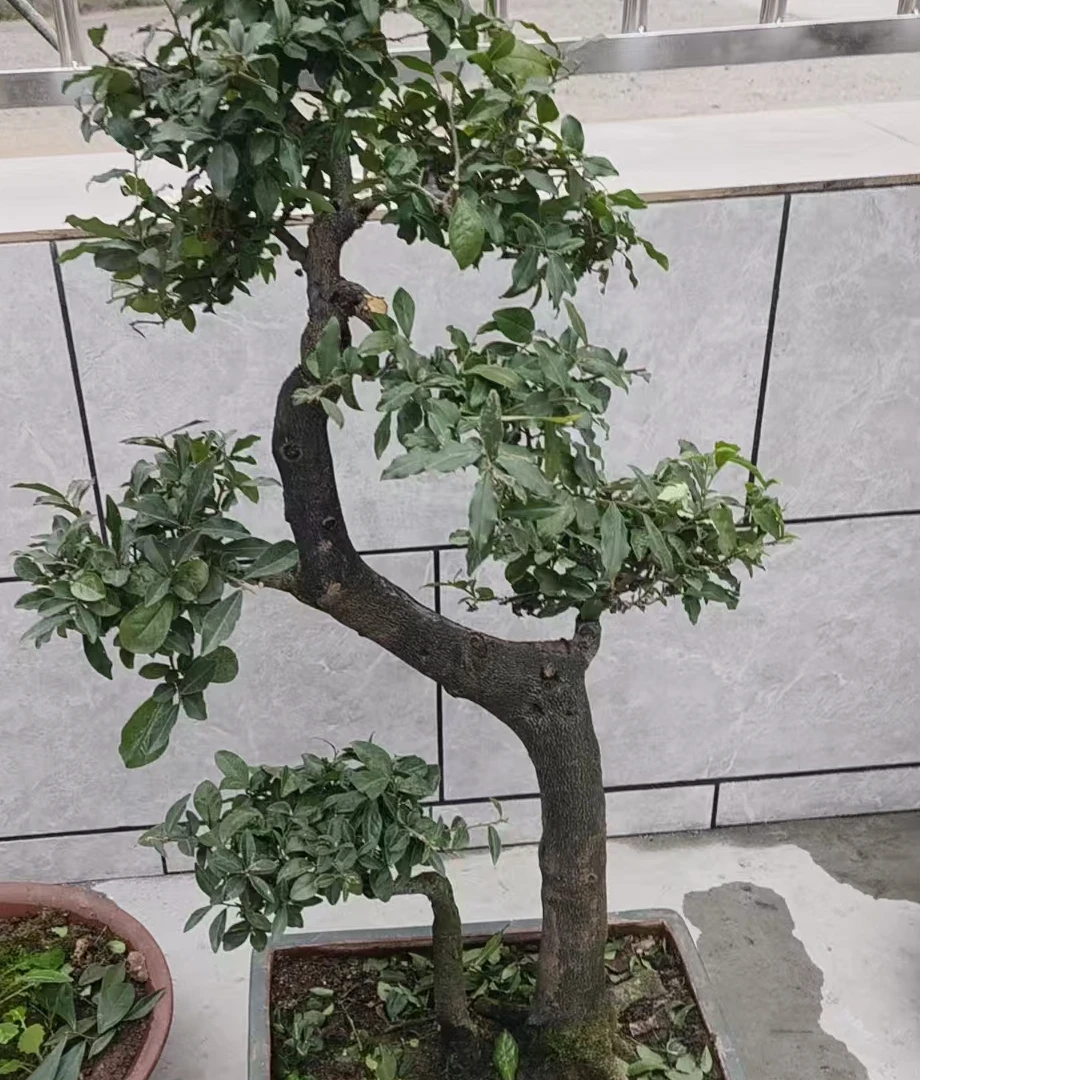 金弹子盆景直播间一物一价一拍