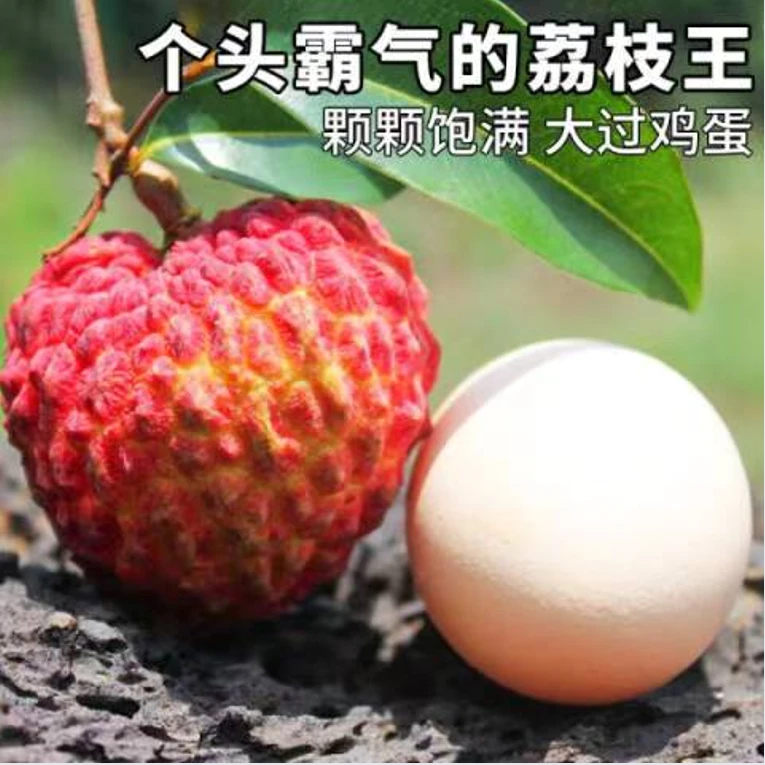 【全国,空运包邮】荔枝王桂味白糖罂妃子笑荔枝净重4.5斤装