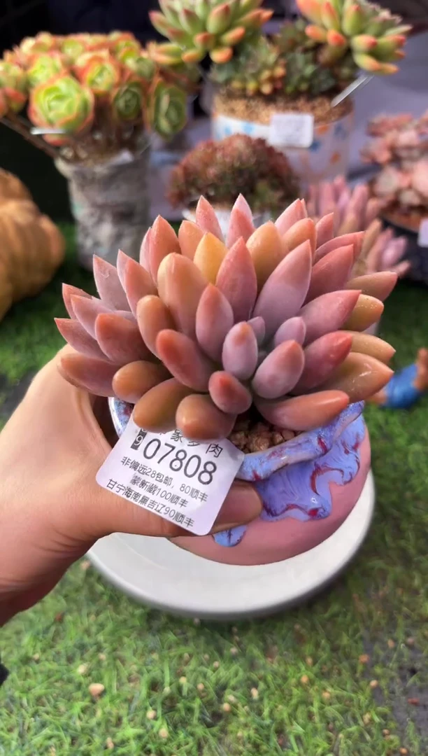 昆明印象多肉07808
