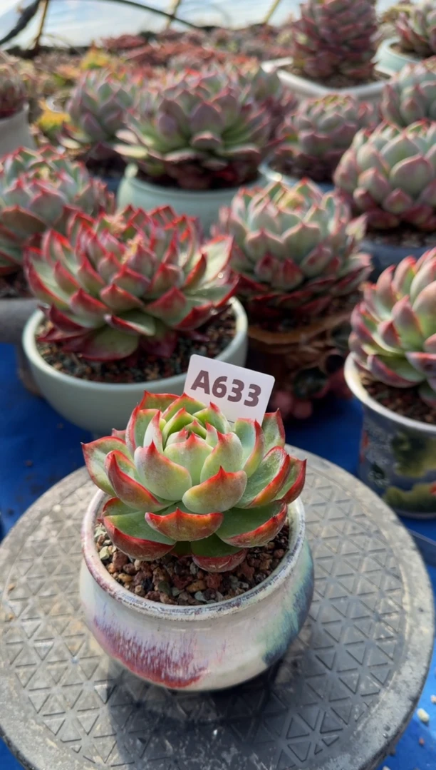 【闪购商品】A633惊鸿仙子（裸根发货）