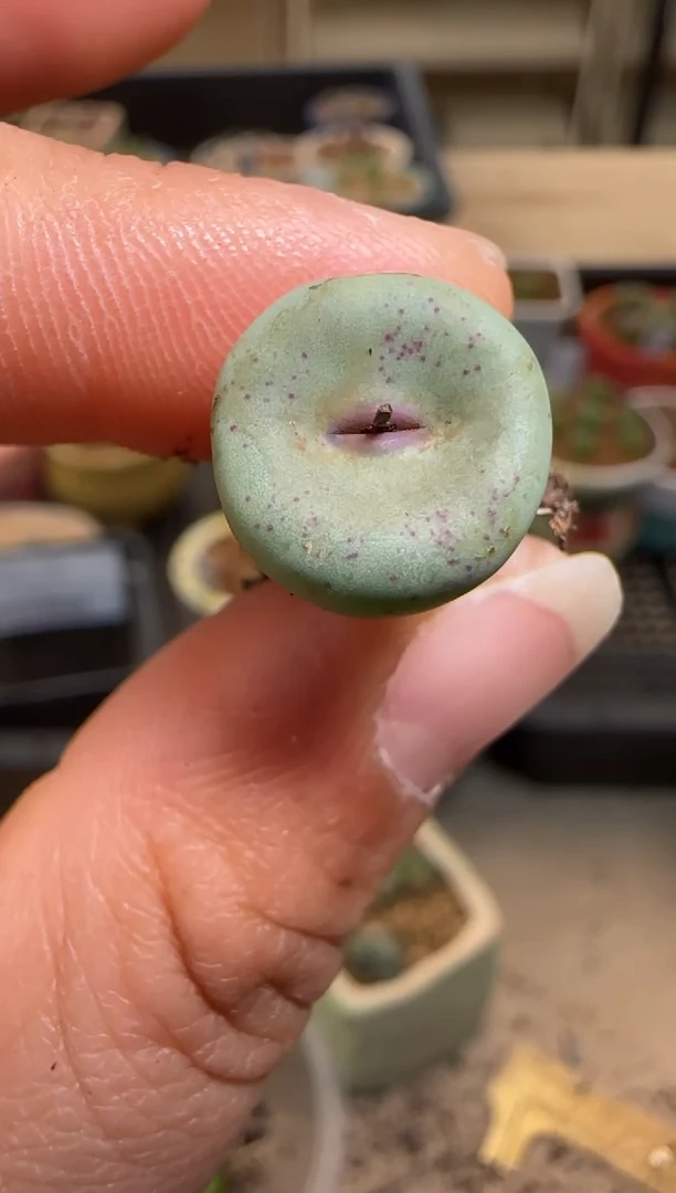 【闪购商品】7-120