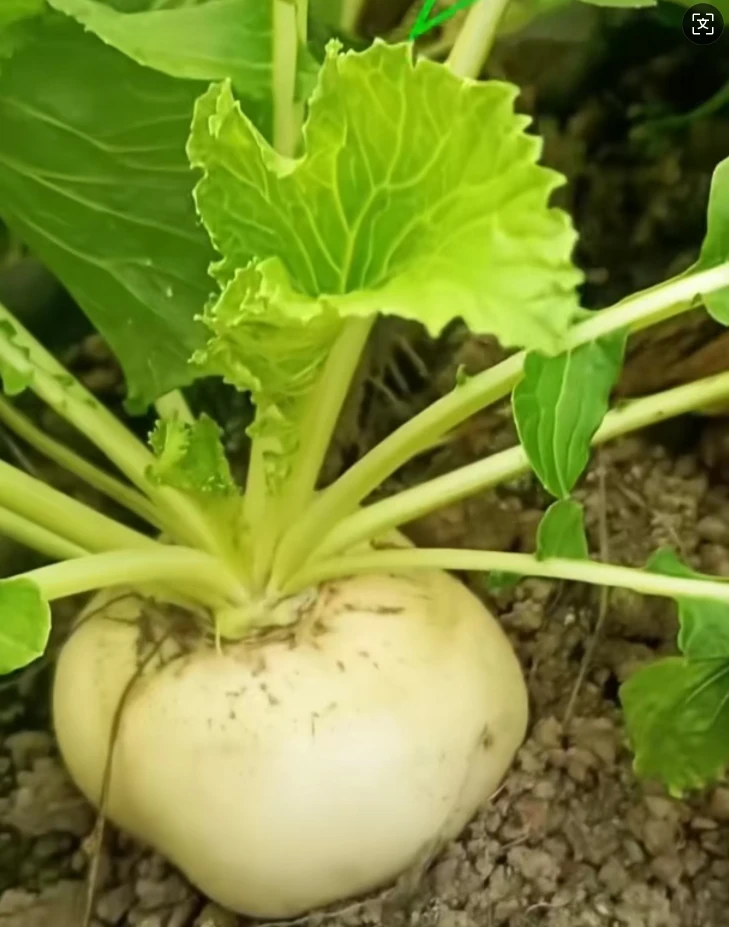 江西永丰特产新鲜采摘农家露天种植扁萝卜当季蔬菜（大小随机发货）