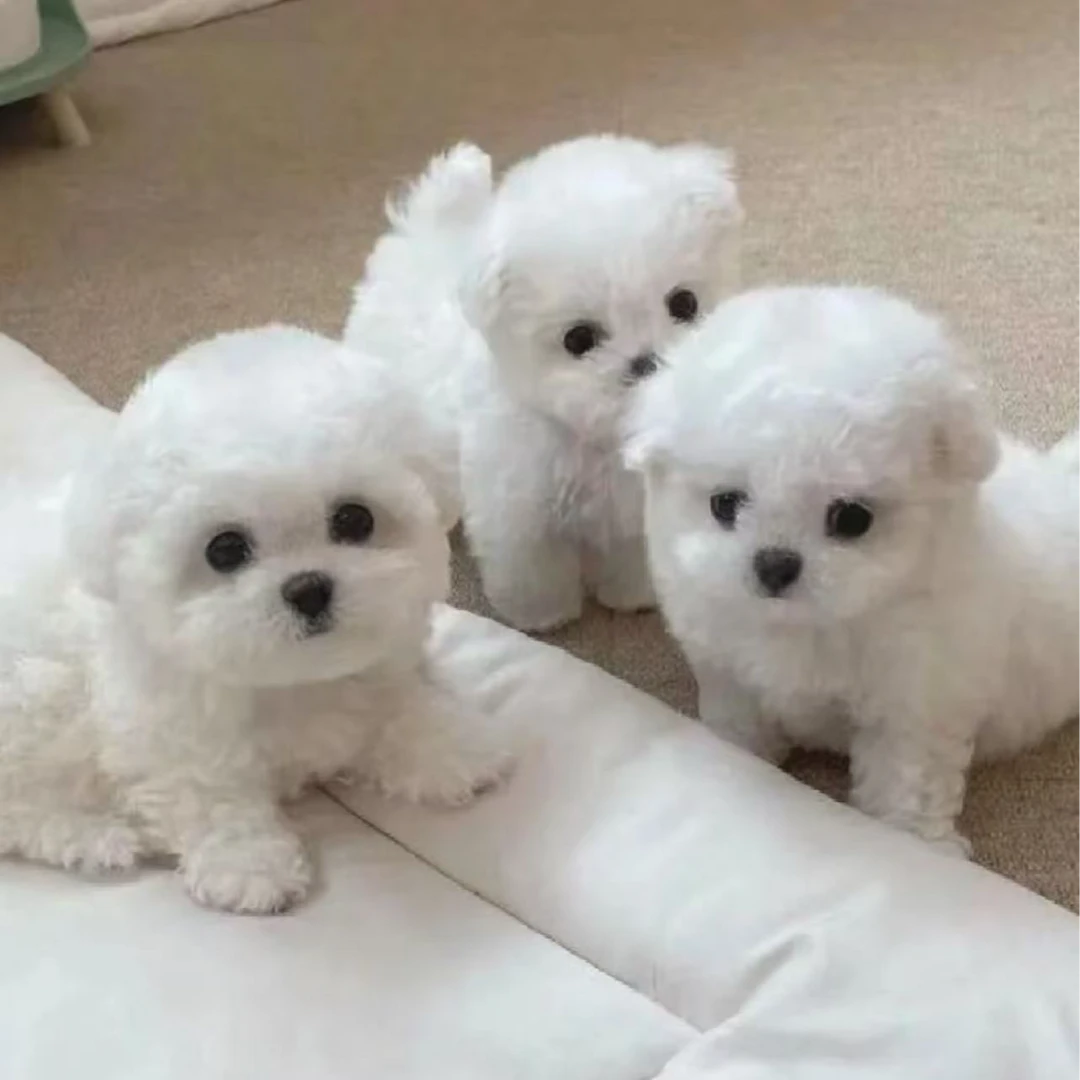 中宠宠物特价狗狗专拍链接