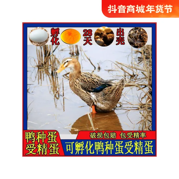 绿头麻鸭蛋鸭受精种蛋青皮蛋绿壳蛋农家散养可孵化金定鸭水鸭种蛋