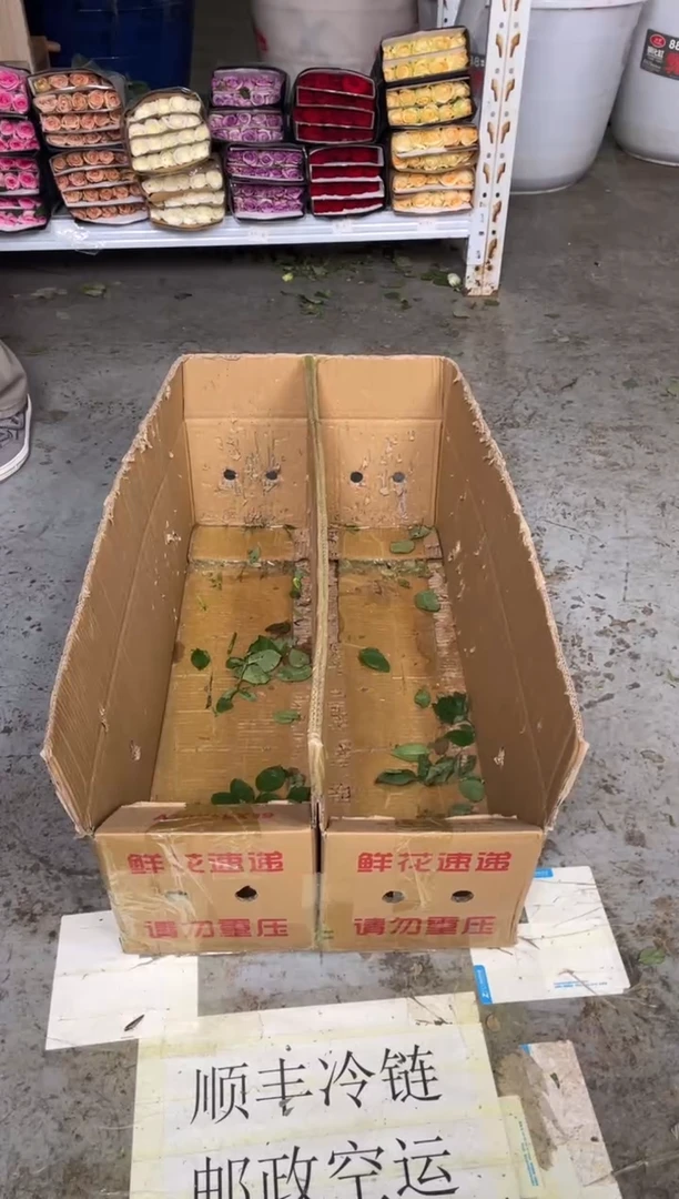 粉荔枝3扎