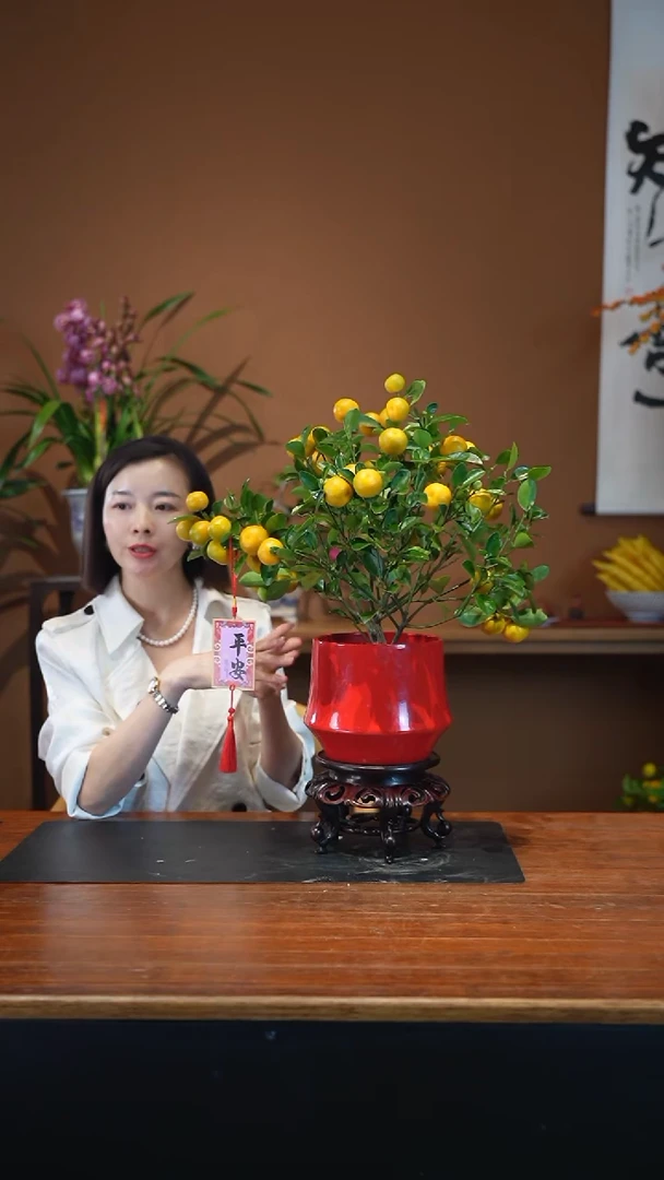 全部花朵小金橘红盆盆景盆景盆景