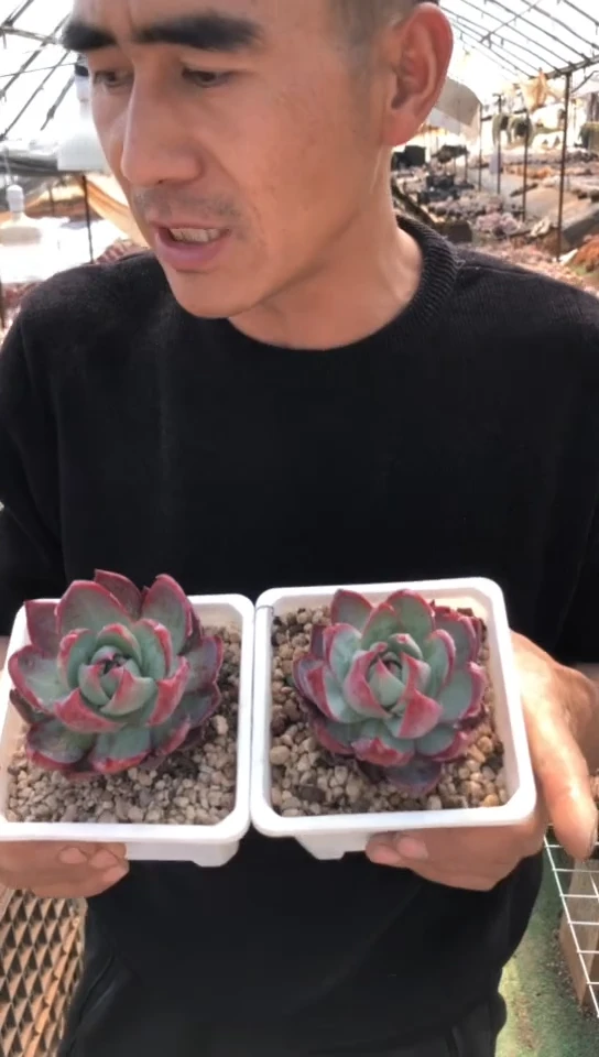 【闪购商品】脱土惊鸿仙子9.9米