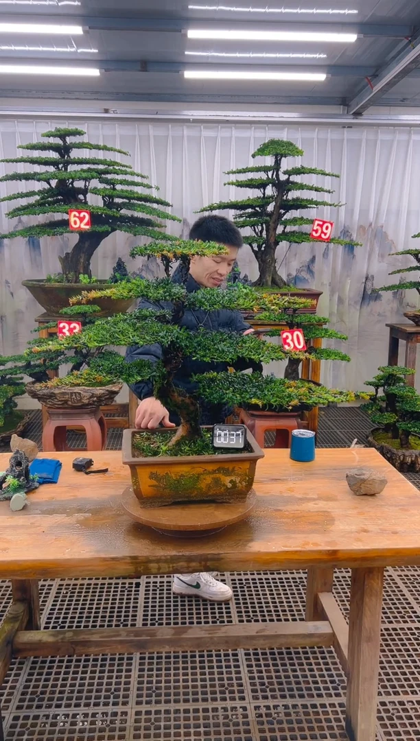 无花朵精品盆景直播间一物一拍