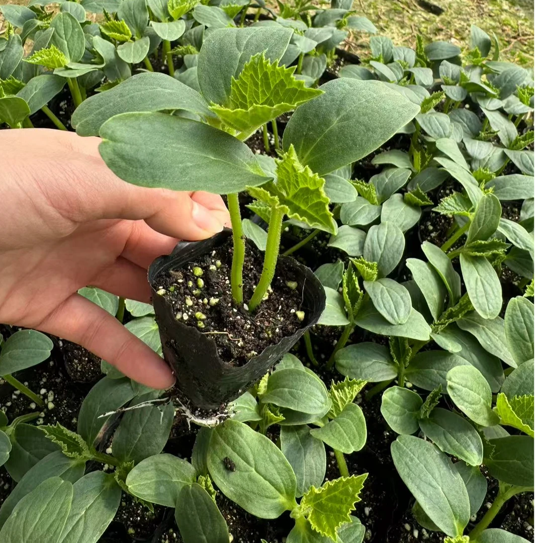 黄瓜自生苗 本地黄瓜（极早多169）青黄瓜苗（顺溜）早熟高产香脆可口