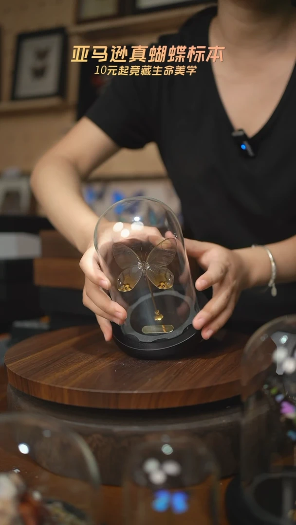 黄晶眼蝶小号玻璃罩