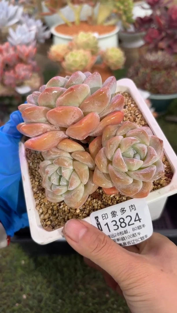 【闪购商品】13824