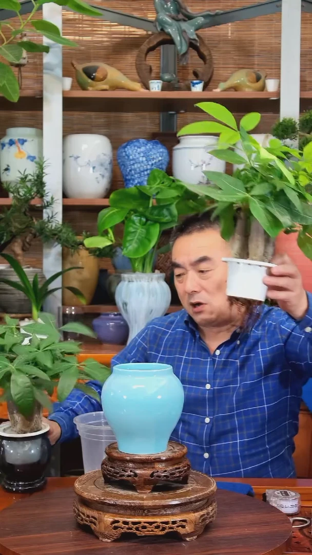 无花朵不***涂水之韵水培发财树