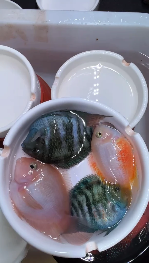 鹦鹉鱼一对宝蓝一对胭脂粉