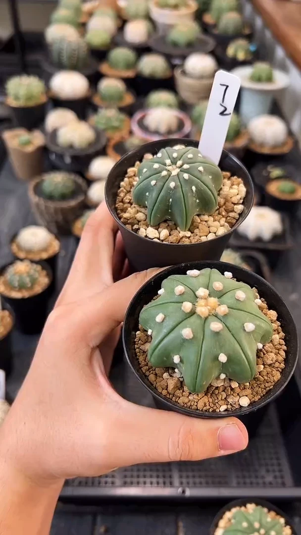 ?****?实生根星兜两颗编码72
