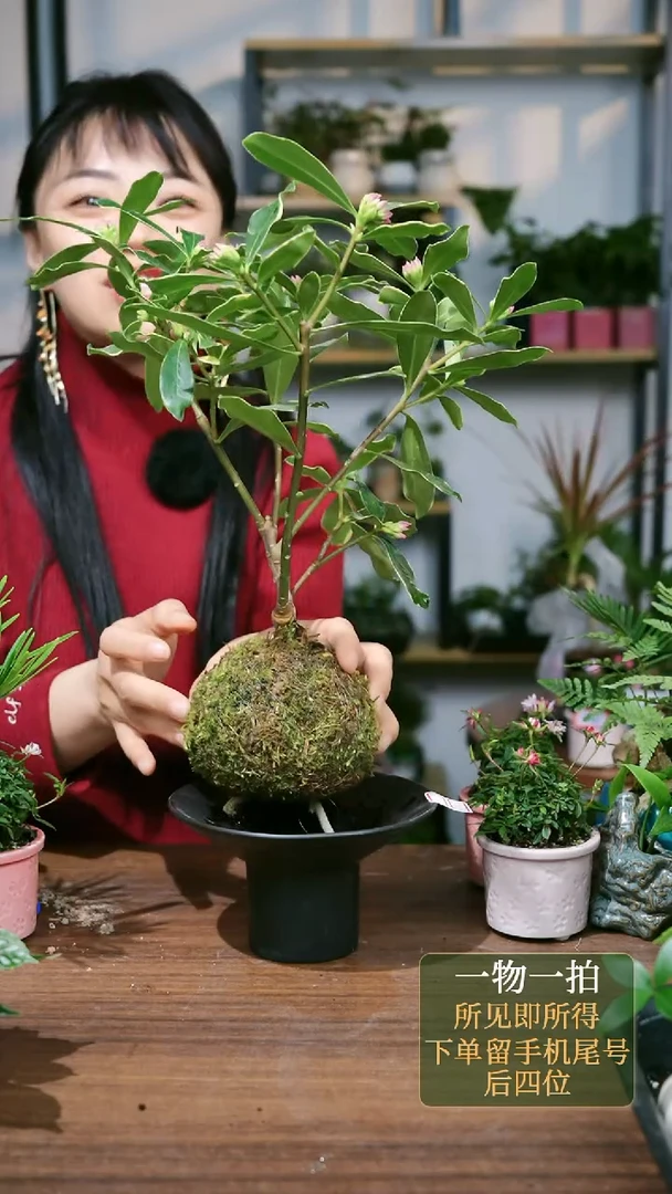 【闪购商品】74---8250金边瑞香苔藓球